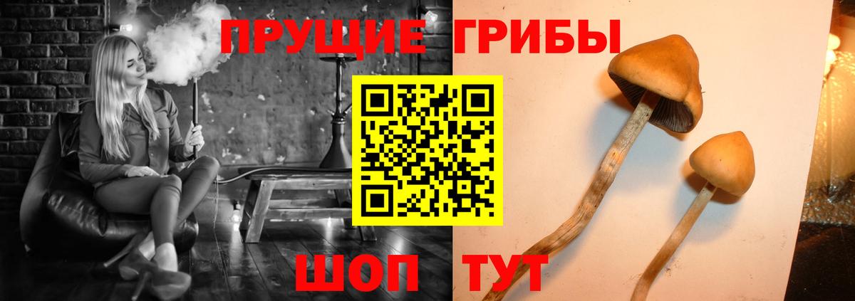 Псилоцибиновые грибы Cubensis Наро-Фоминск